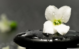 zen_stones_and_flower-wallpaper (1)